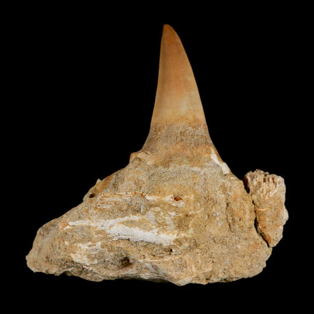 2.9" Mosasaur Prognathodon Fossil Tooth Jaw Section Cretaceous Dinosaur Era COA