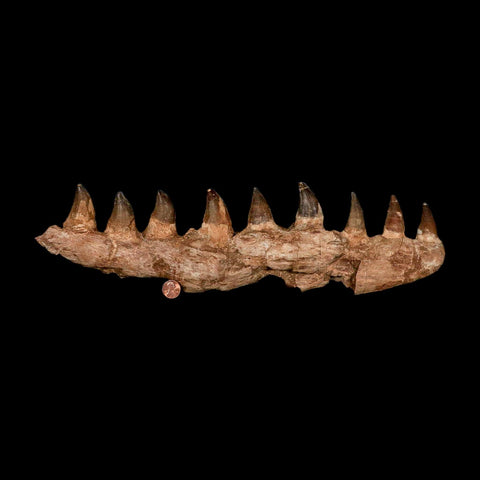 16.4" Mosasaur Prognathodon Fossil Jaw Section Teeth Cretaceous Dinosaur Era COA