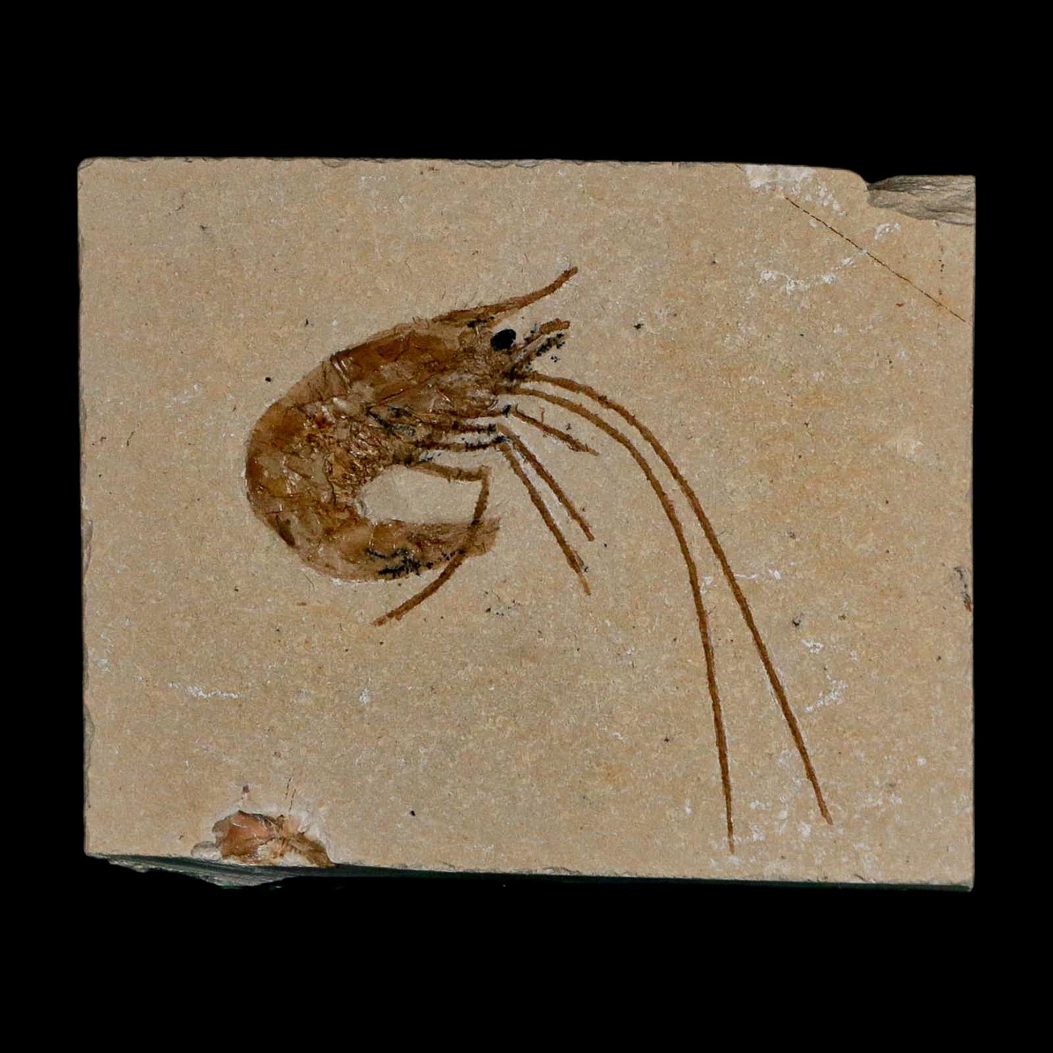 1.7" Fossil Shrimp Carpopenaeus Cretaceous Age 100 Mil Yrs Old Lebanon COA - Fossil Age Minerals