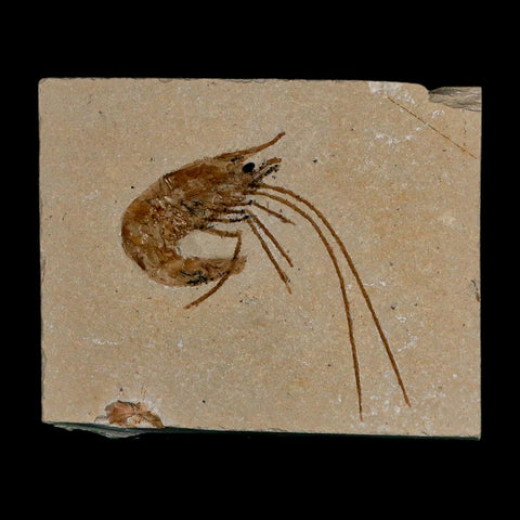 1.7" Fossil Shrimp Carpopenaeus Cretaceous Age 100 Mil Yrs Old Lebanon COA - Fossil Age Minerals