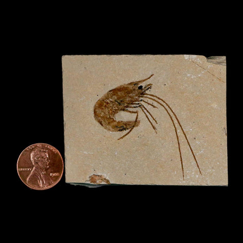 1.7" Fossil Shrimp Carpopenaeus Cretaceous Age 100 Mil Yrs Old Lebanon COA - Fossil Age Minerals