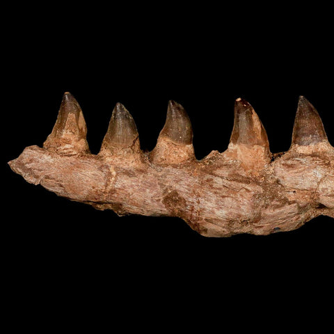 16.4" Mosasaur Prognathodon Fossil Jaw Section Teeth Cretaceous Dinosaur Era COA