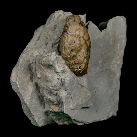 1.4" Holocystites Sp Crinoid In Matrix Fossil Silurian Age Osgood Shale Napoleon Indiana - Fossil Age Minerals