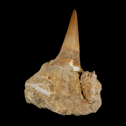 2.9" Mosasaur Prognathodon Fossil Tooth Jaw Section Cretaceous Dinosaur Era COA