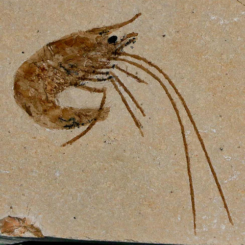 1.7" Fossil Shrimp Carpopenaeus Cretaceous Age 100 Mil Yrs Old Lebanon COA - Fossil Age Minerals