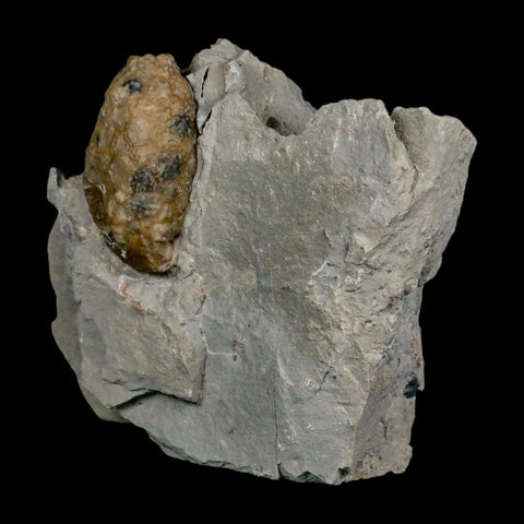 1.4" Holocystites Sp Crinoid In Matrix Fossil Silurian Age Osgood Shale Napoleon Indiana - Fossil Age Minerals