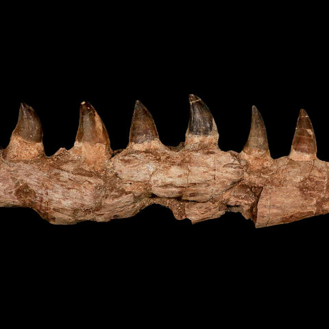 16.4" Mosasaur Prognathodon Fossil Jaw Section Teeth Cretaceous Dinosaur Era COA