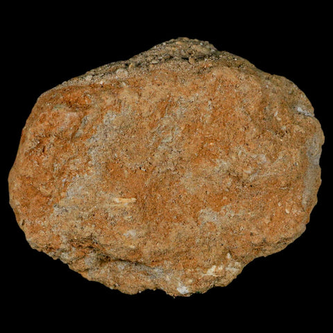 2.6" Mosasaur Prognathodon Fossil Tooth Rooted In Matrix Cretaceous Dinosaur Era