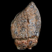 1.1" Jobaria Sauropod Fossil Tooth Middle Jurassic Age Dinosaur Tiourarén FM Niger