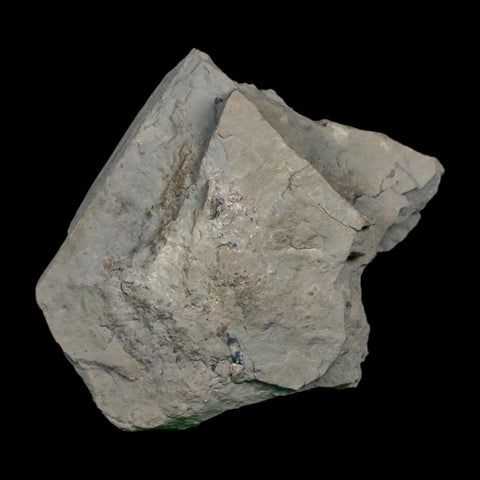 1.4" Holocystites Sp Crinoid In Matrix Fossil Silurian Age Osgood Shale Napoleon Indiana - Fossil Age Minerals