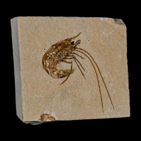 1.7" Fossil Shrimp Carpopenaeus Cretaceous Age 100 Mil Yrs Old Lebanon COA - Fossil Age Minerals