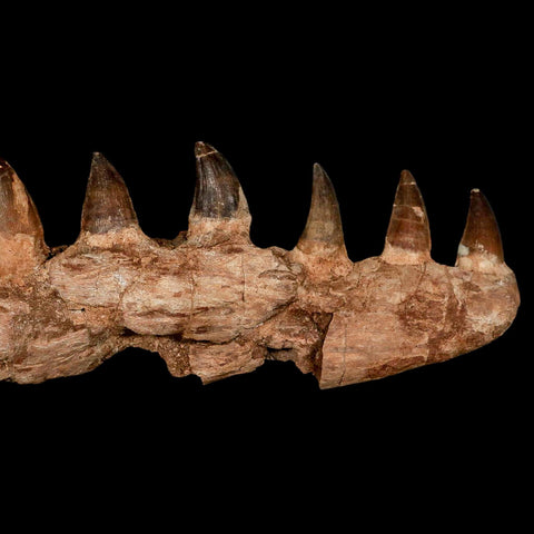 16.4" Mosasaur Prognathodon Fossil Jaw Section Teeth Cretaceous Dinosaur Era COA