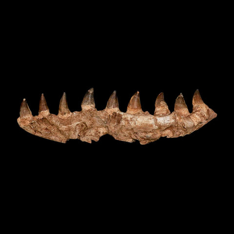 16.4" Mosasaur Prognathodon Fossil Jaw Section Teeth Cretaceous Dinosaur Era COA