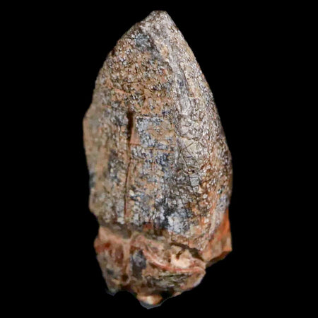 1.1" Jobaria Sauropod Fossil Tooth Middle Jurassic Age Dinosaur Tiourarén FM Niger