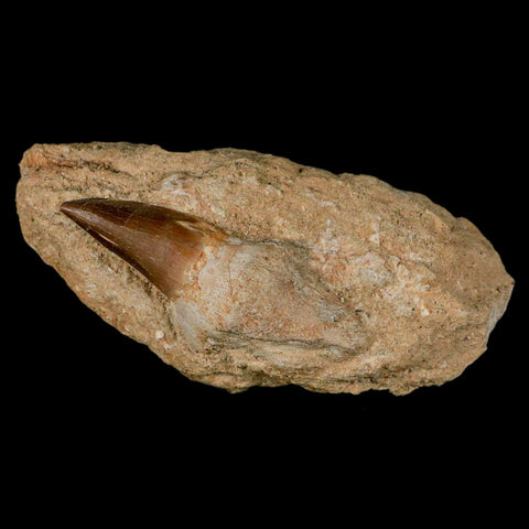 2.6" Mosasaur Prognathodon Fossil Tooth Rooted In Matrix Cretaceous Dinosaur Era