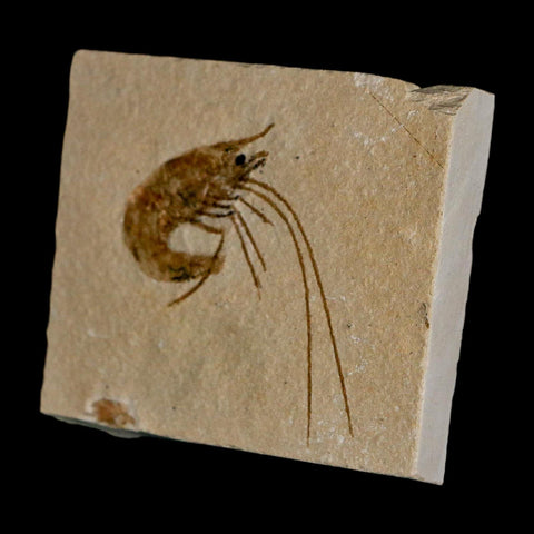 1.7" Fossil Shrimp Carpopenaeus Cretaceous Age 100 Mil Yrs Old Lebanon COA - Fossil Age Minerals
