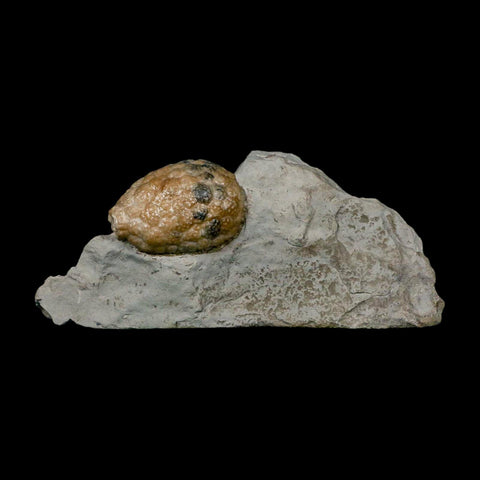 1.4" Holocystites Sp Crinoid In Matrix Fossil Silurian Age Osgood Shale Napoleon Indiana - Fossil Age Minerals