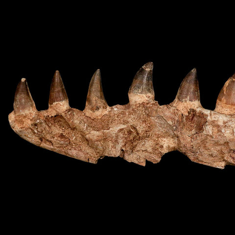 16.4" Mosasaur Prognathodon Fossil Jaw Section Teeth Cretaceous Dinosaur Era COA