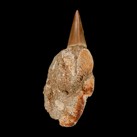 2.8" Halisaurus Mosasaur Fossil Tooth Jaw Section Cretaceous Dinosaur Era COA