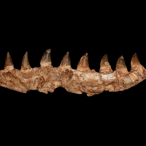 16.4" Mosasaur Prognathodon Fossil Jaw Section Teeth Cretaceous Dinosaur Era COA