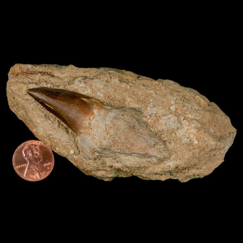 2.6" Mosasaur Prognathodon Fossil Tooth Rooted In Matrix Cretaceous Dinosaur Era