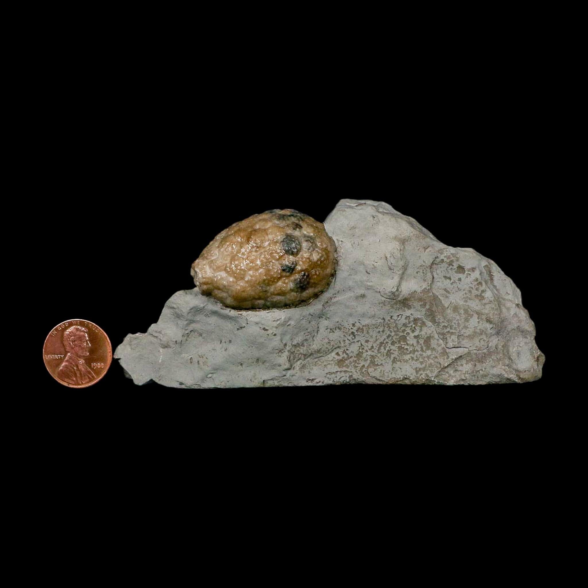1.4" Holocystites Sp Crinoid In Matrix Fossil Silurian Age Osgood Shale Napoleon Indiana - Fossil Age Minerals