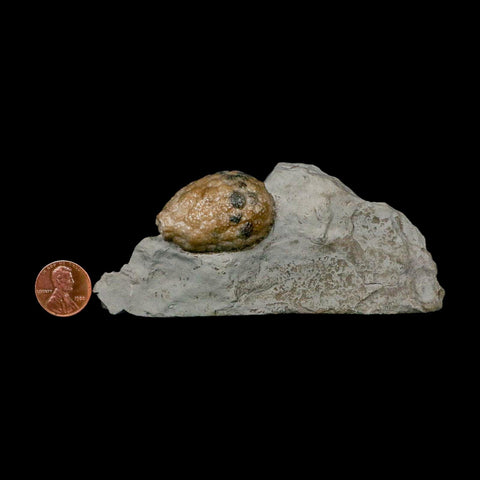 1.4" Holocystites Sp Crinoid In Matrix Fossil Silurian Age Osgood Shale Napoleon Indiana - Fossil Age Minerals