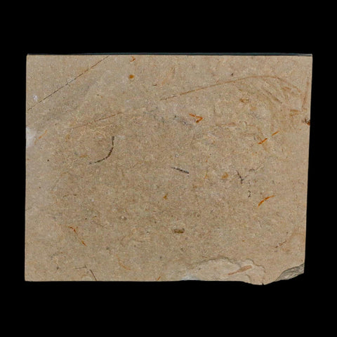 1.7" Fossil Shrimp Carpopenaeus Cretaceous Age 100 Mil Yrs Old Lebanon COA - Fossil Age Minerals