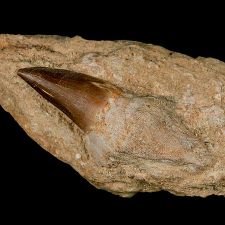 2.6" Mosasaur Prognathodon Fossil Tooth Rooted In Matrix Cretaceous Dinosaur Era
