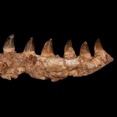 16.4" Mosasaur Prognathodon Fossil Jaw Section Teeth Cretaceous Dinosaur Era COA