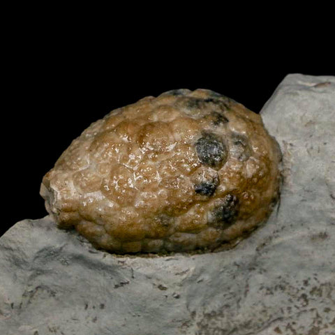 1.4" Holocystites Sp Crinoid In Matrix Fossil Silurian Age Osgood Shale Napoleon Indiana - Fossil Age Minerals
