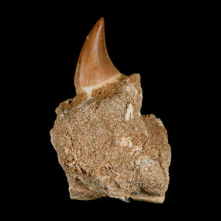 2.8" Halisaurus Mosasaur Fossil Tooth Jaw Section Cretaceous Dinosaur Era COA