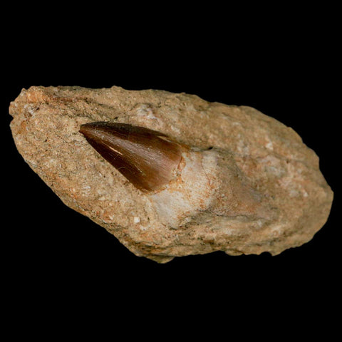 2.6" Mosasaur Prognathodon Fossil Tooth Rooted In Matrix Cretaceous Dinosaur Era