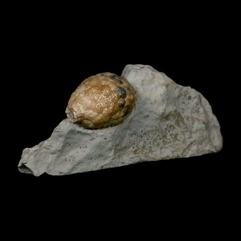 1.4" Holocystites Sp Crinoid In Matrix Fossil Silurian Age Osgood Shale Napoleon Indiana - Fossil Age Minerals