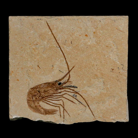 2.2" Fossil Shrimp Carpopenaeus Cretaceous Age 100 Mil Yrs Old Lebanon COA - Fossil Age Minerals