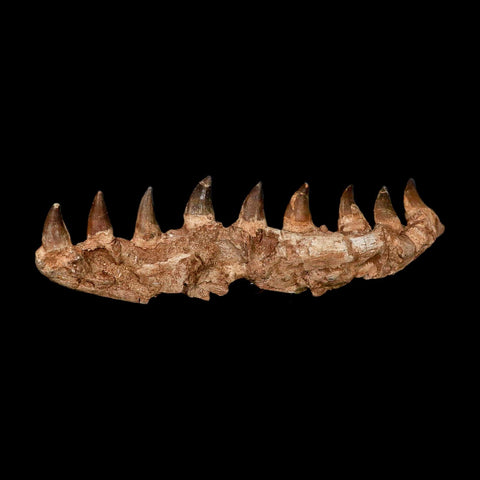 16.4" Mosasaur Prognathodon Fossil Jaw Section Teeth Cretaceous Dinosaur Era COA