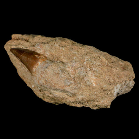 2.6" Mosasaur Prognathodon Fossil Tooth Rooted In Matrix Cretaceous Dinosaur Era