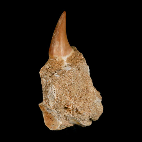 2.8" Halisaurus Mosasaur Fossil Tooth Jaw Section Cretaceous Dinosaur Era COA