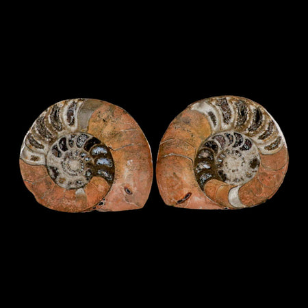 3.1" Goniatite Ammonite Fossil Polished, Cut Half's Erfoud Morocco Devonian Age COA