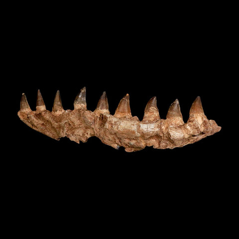 16.4" Mosasaur Prognathodon Fossil Jaw Section Teeth Cretaceous Dinosaur Era COA
