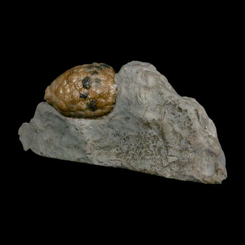 1.4" Holocystites Sp Crinoid In Matrix Fossil Silurian Age Osgood Shale Napoleon Indiana - Fossil Age Minerals