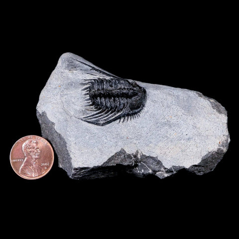1.3" Leonaspis Sp Spiny Trilobite Fossil Morocco Devonian Age 400 Mil Yrs Old COA - Fossil Age Minerals