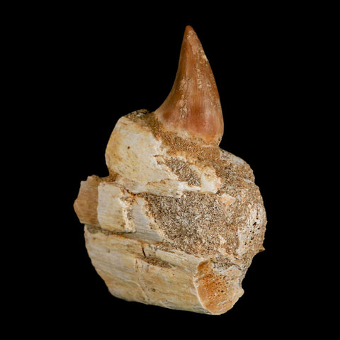 2.8" Halisaurus Mosasaur Fossil Tooth Jaw Section Cretaceous Dinosaur Era COA