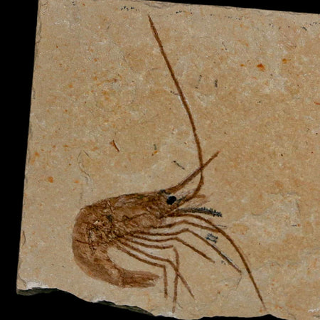 2.2" Fossil Shrimp Carpopenaeus Cretaceous Age 100 Mil Yrs Old Lebanon COA