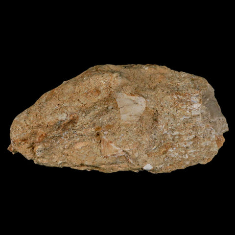 2.6" Mosasaur Prognathodon Fossil Tooth Rooted In Matrix Cretaceous Dinosaur Era