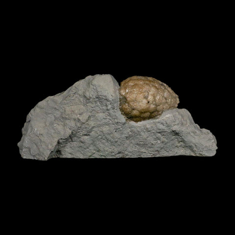 1.4" Holocystites Sp Crinoid In Matrix Fossil Silurian Age Osgood Shale Napoleon Indiana - Fossil Age Minerals