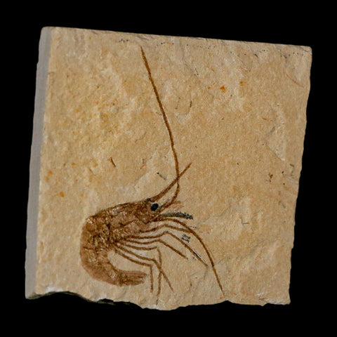 2.2" Fossil Shrimp Carpopenaeus Cretaceous Age 100 Mil Yrs Old Lebanon COA - Fossil Age Minerals