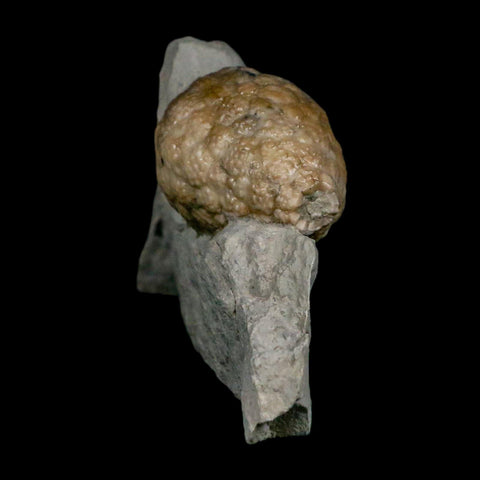1.4" Holocystites Sp Crinoid In Matrix Fossil Silurian Age Osgood Shale Napoleon Indiana - Fossil Age Minerals