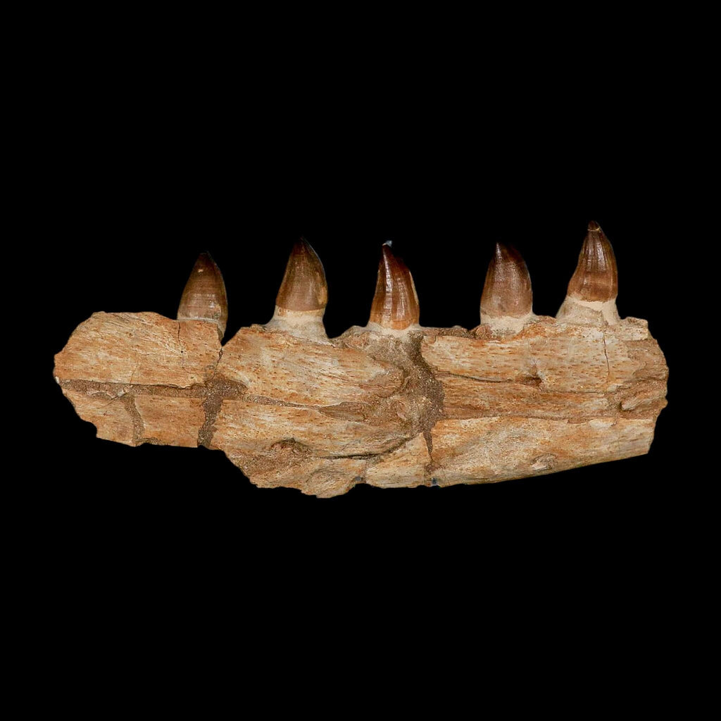 Buy Authentic Dinosaur Fossils, Bones Teeth for Sale Online