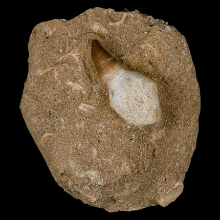 2.1" Halisaurus Mosasaur Fossil Tooth Rooted In Matrix Cretaceous Dinosaur Era COA